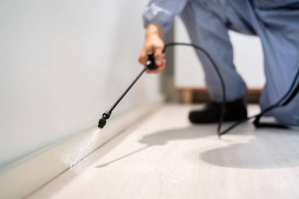 Rodent Entry Point Assessment in Brisbane