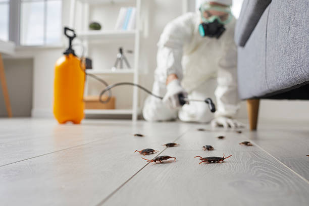 Commercial Rodent Management in Brisbane